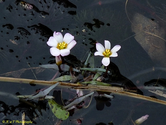 {Cabomba caroliniana}